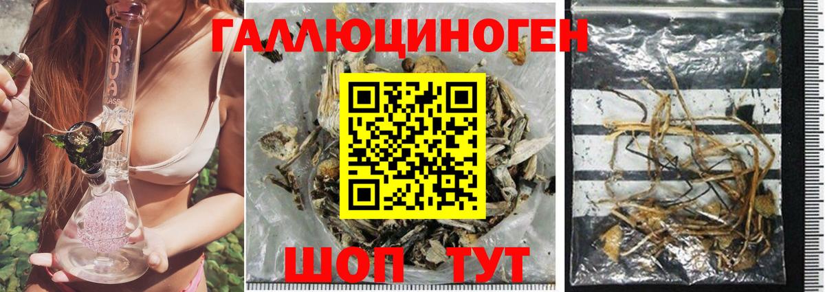 Галлюциногенные грибы мухоморы Избербаш
